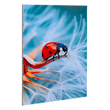 fineartprint-foto-abzug-hinter-acrylglas-bedrucken - Warengruppen Icon